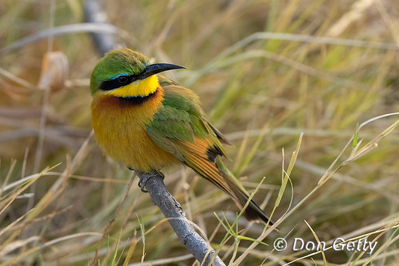 Little Bee-eater