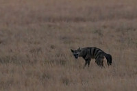 Aardwolf