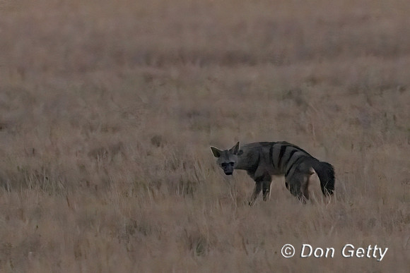 Aardwolf