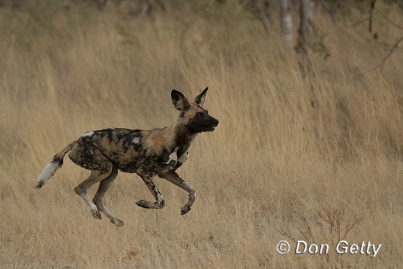 African Wild Dog