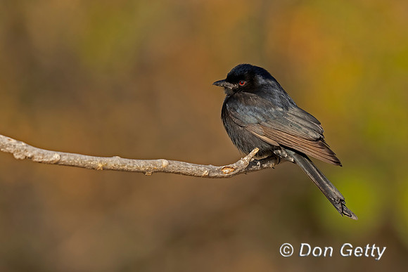 Fork-tailed Drongo