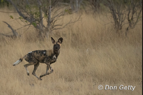 African Wild Dog