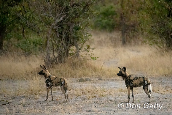 African Wild Dog