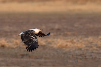 Fish Eagle