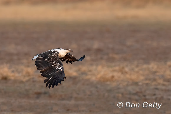 Fish Eagle