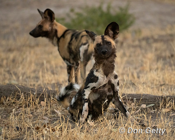 African Wild Dog