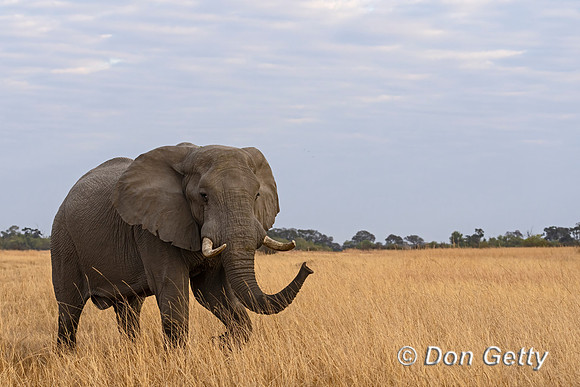 Elephant