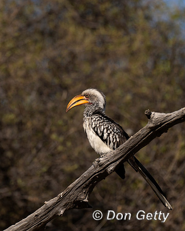 Southern Yellow-billed Hornbill