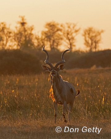 Greater Kudu