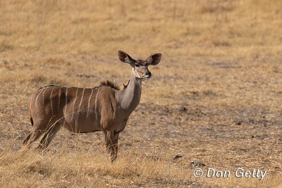 Greater Kudu