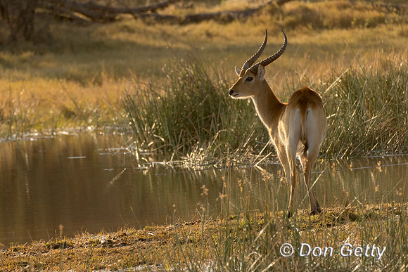 Lechwe