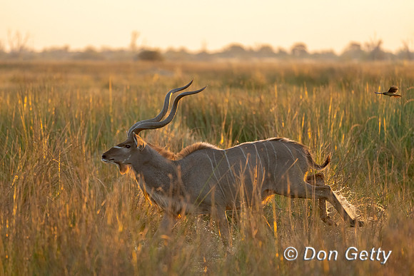Greater Kudu