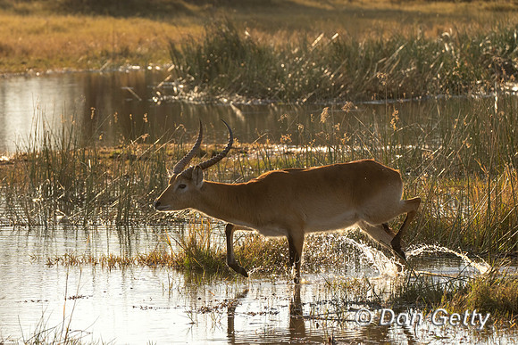 Lechwe