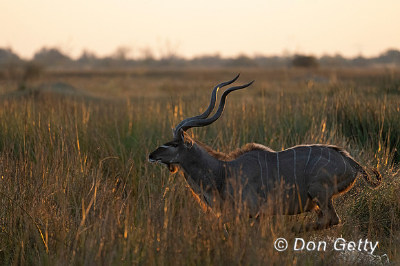 Greater Kudu