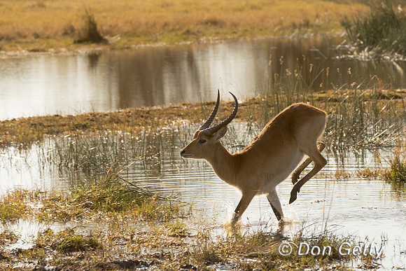 Lechwe