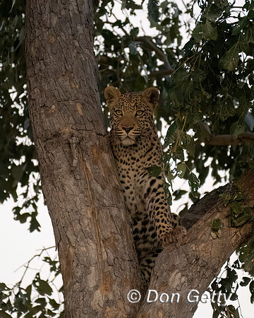 Leopard