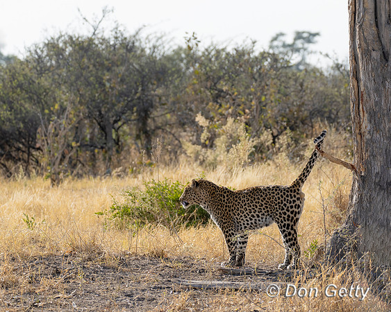 Leopard