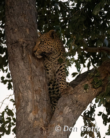 Leopard