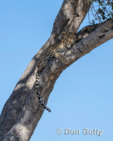 Leopard