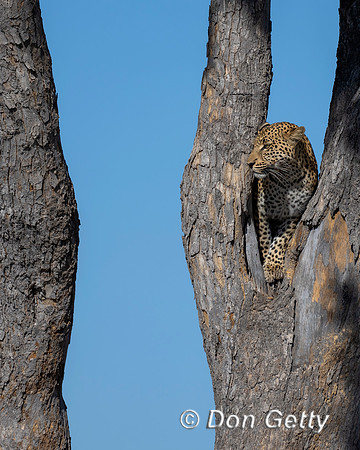 Leopard