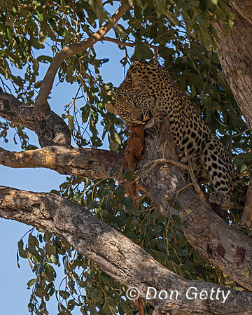 Leopard
