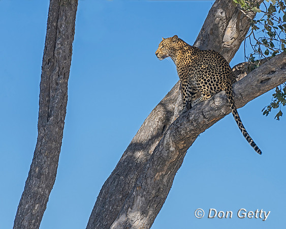 Leopard