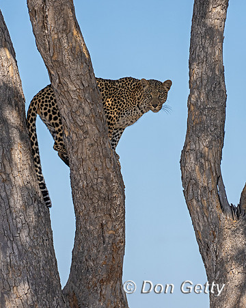 Leopard