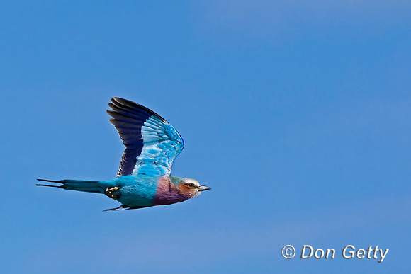 Lilac-breasted Roller