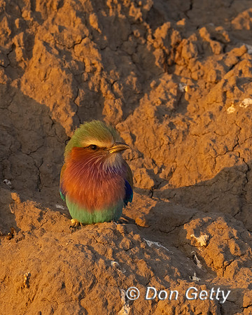 Lilac-breasted Roller