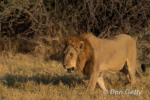 Lion