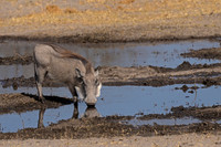 Warthog
