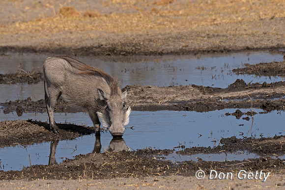Warthog