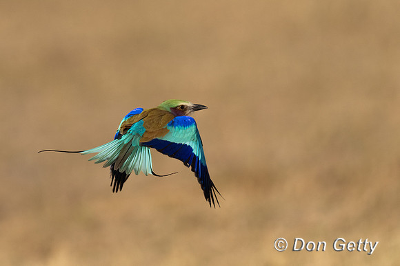 Lilac-breasted Roller