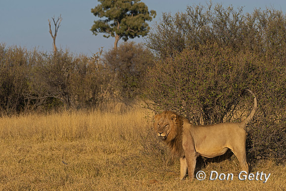 Lion