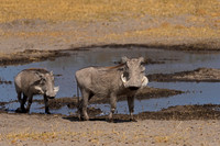 Warthog