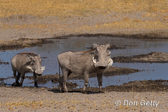 Warthog