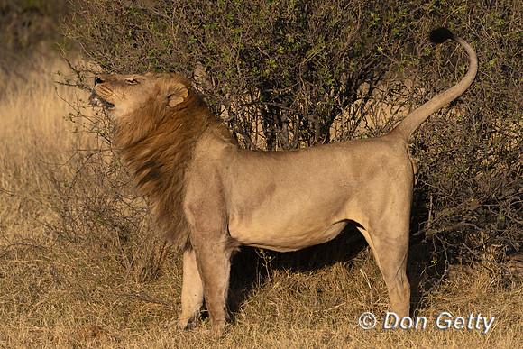 Lion