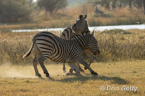 Zebra