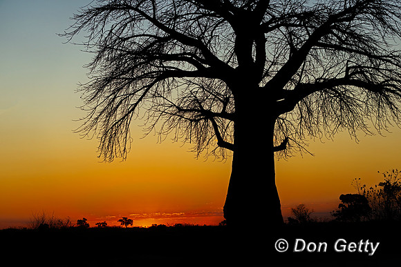 Baobab Tree at Sunset