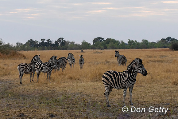 Zebra