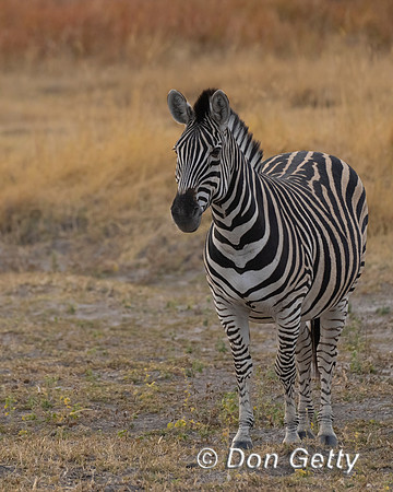 Zebra