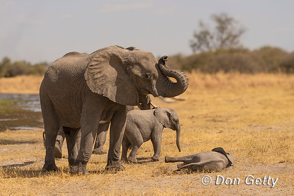 Elephant