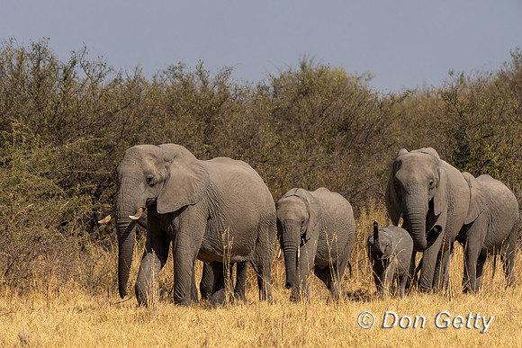 Elephant