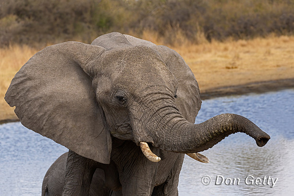 Elephant