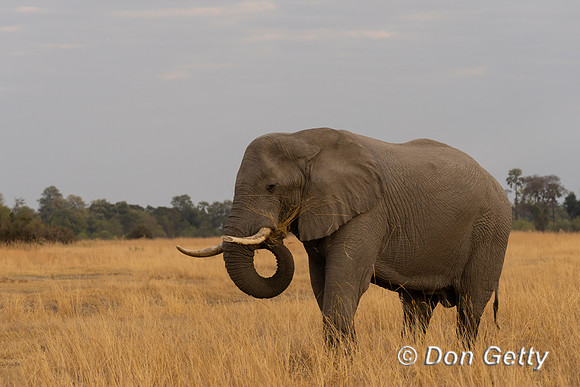 Elephant