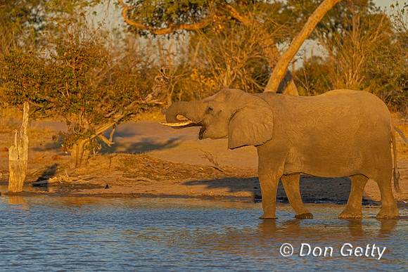 Elephant