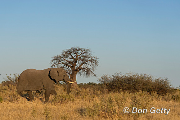 Elephant