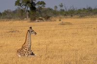 Southern Giraffe