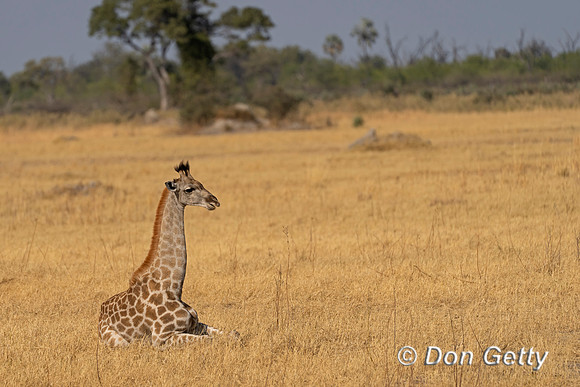 Southern Giraffe