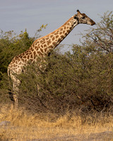 Southern Giraffe